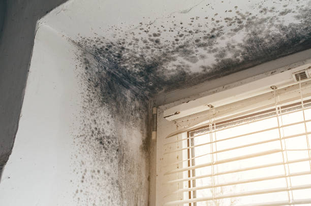 Mold Removal service in San Antonio